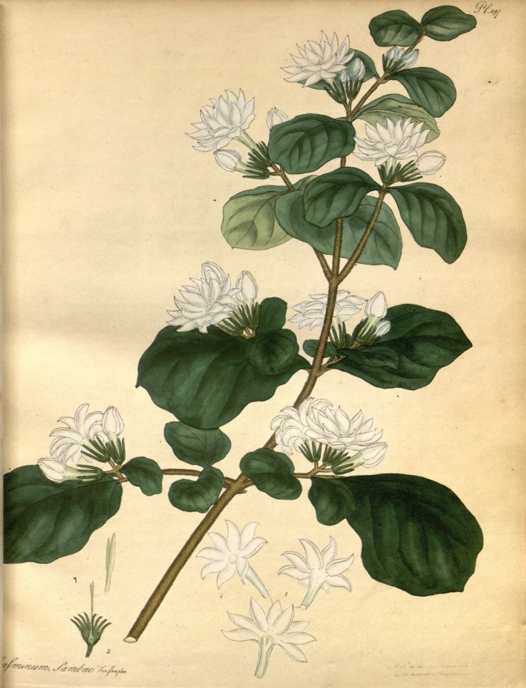 The motia plant (Jasminum sambac)